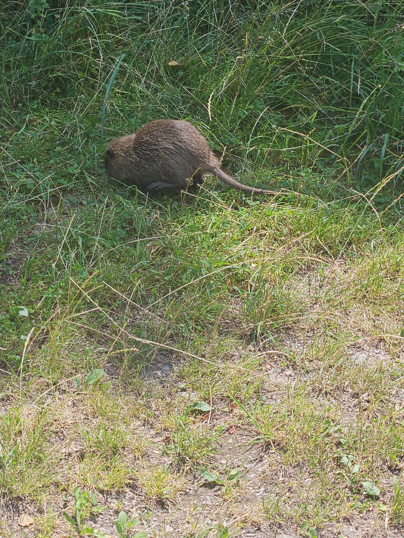 Eine Nutria läuft im hohen Gras und sucht nach Nahrung. Das Nagetier ist von oben zu sehen.