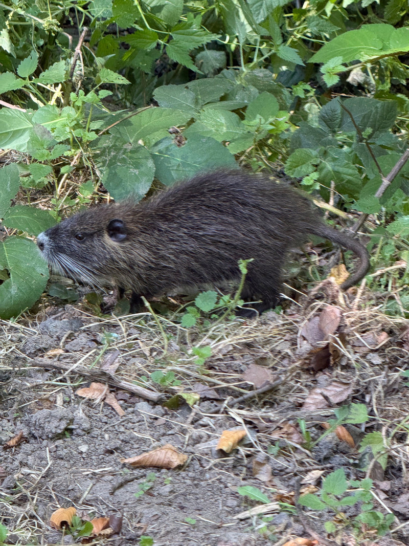 Eine Nutria läuft auf dem Erdboden inmitten von grünem Laub und Unterholz. Das Nagetier ist von der Seite gut zu erkennen.