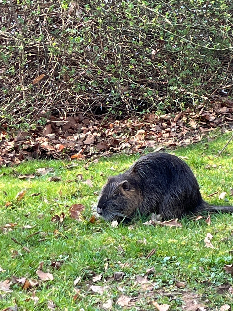 Ein Nutria sitzt auf einer Wiese vor einem Gebüsch und frisst im Gras.