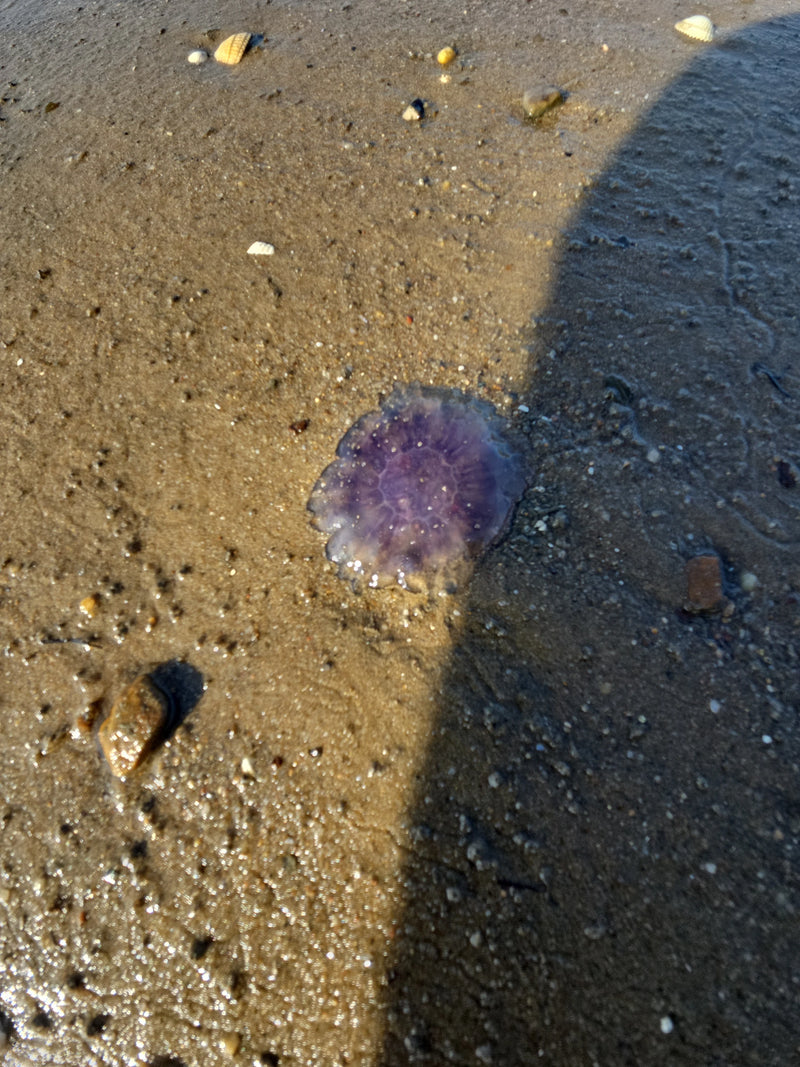 Ohrenqualle — Bild 2 von 3
