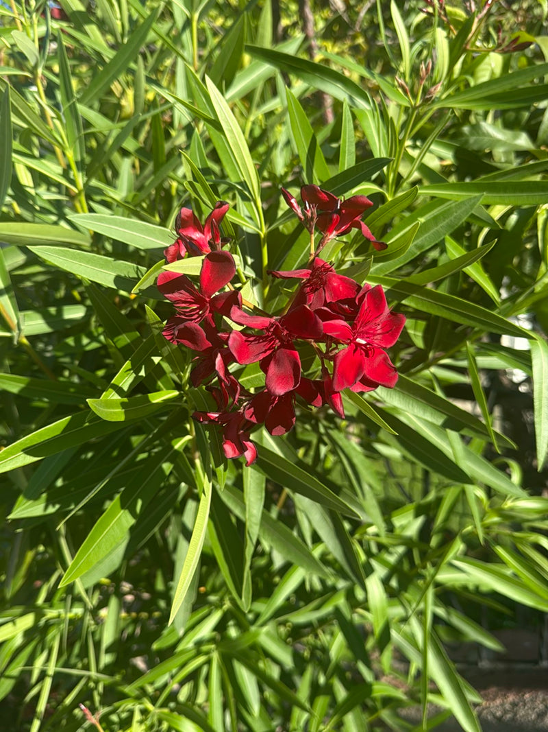 Oleander — Bild 2