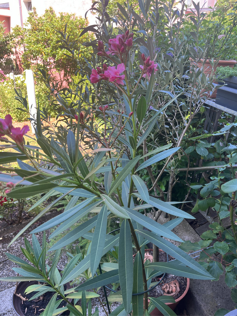 Oleander — Bild 4
