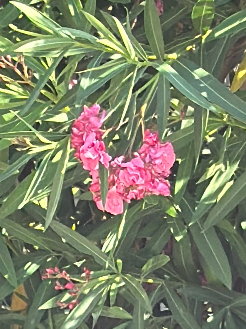 Oleander — Bild 3