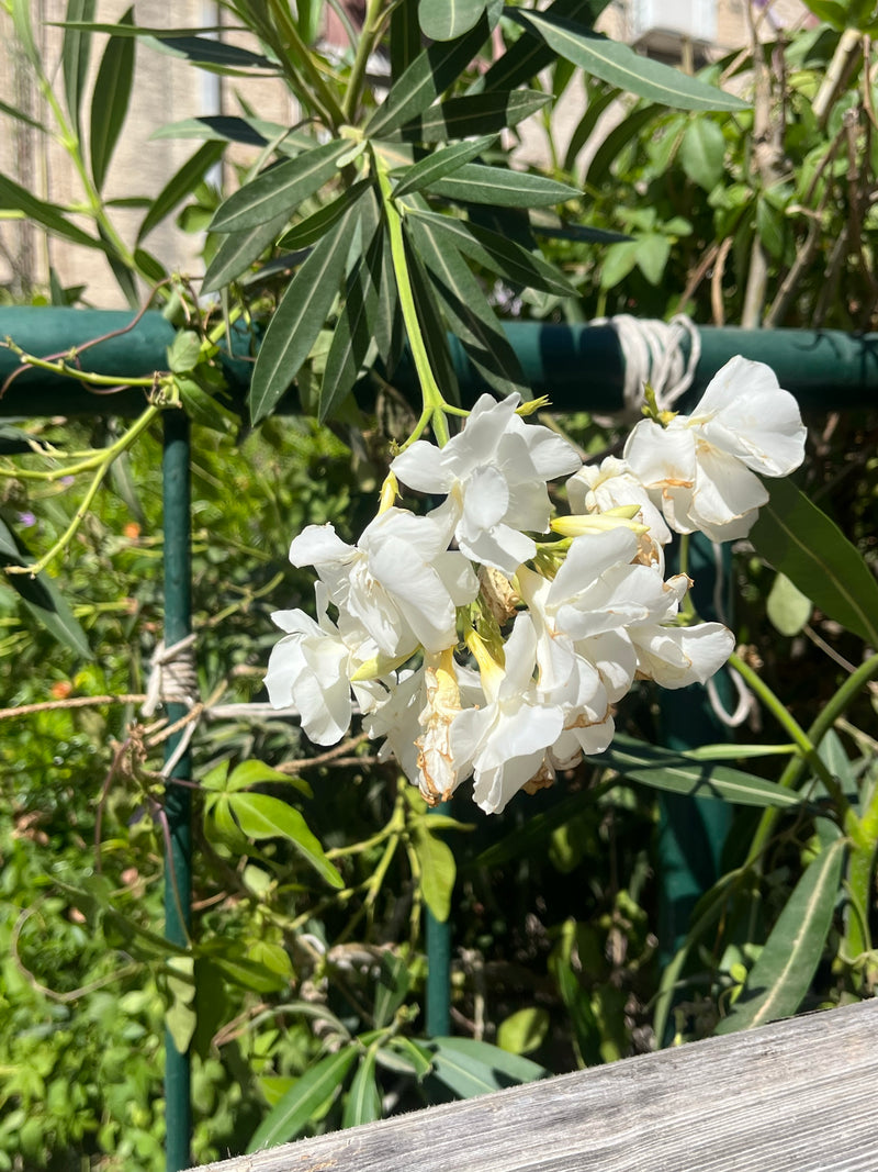 Oleander — Bild 5