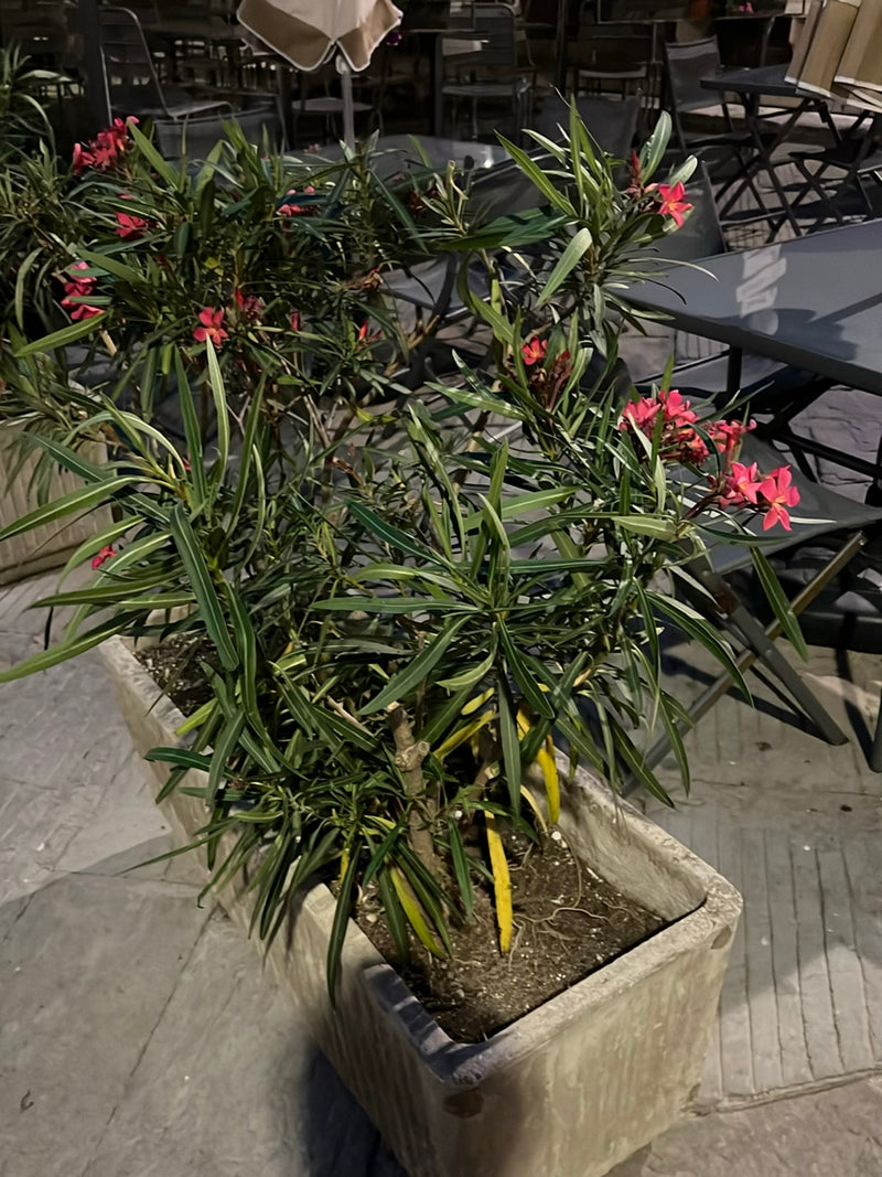 Oleander — Bild 1