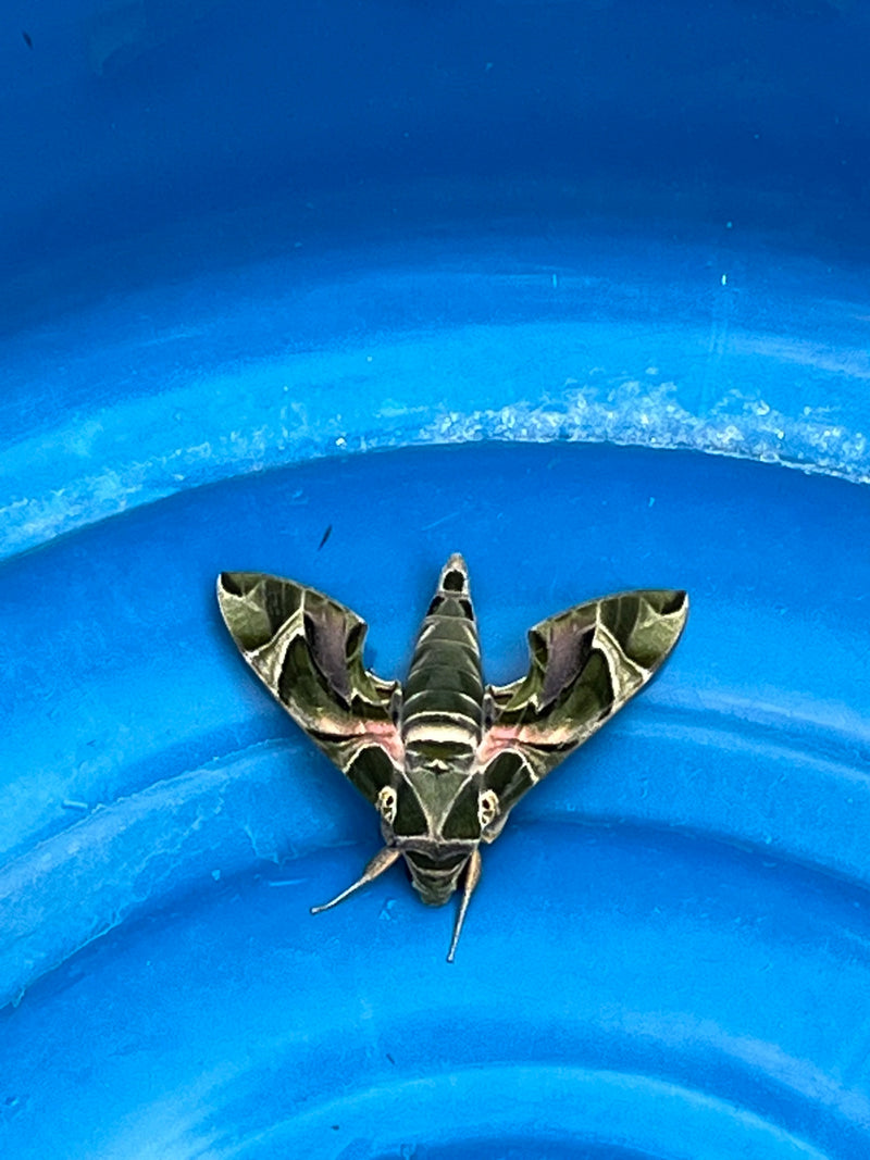 Ein Oleander-Schwärmer sitzt auf einem blauen Untergrund und zeigt seine charakteristisch gemusterten, grün-rosa Flügel. Das Insektenexemplar ist von oben zu...