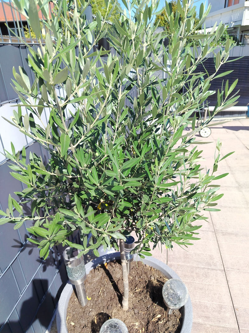 Olivenbaum — Bild 2