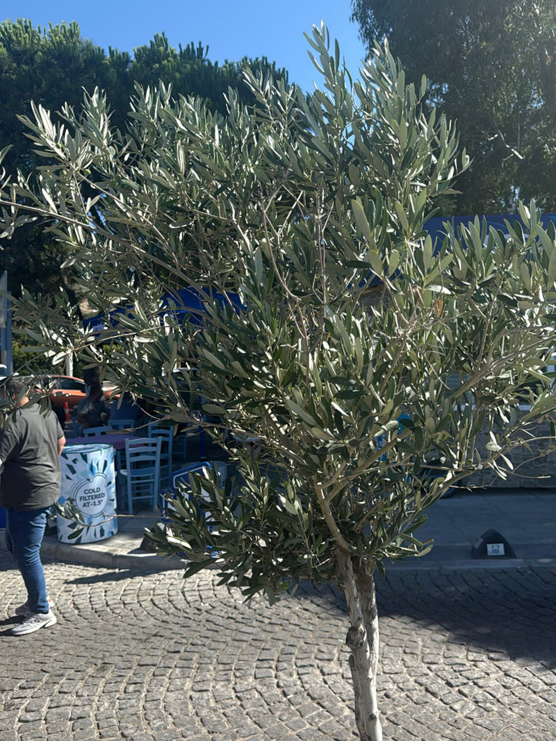 Olivenbaum — Bild 5