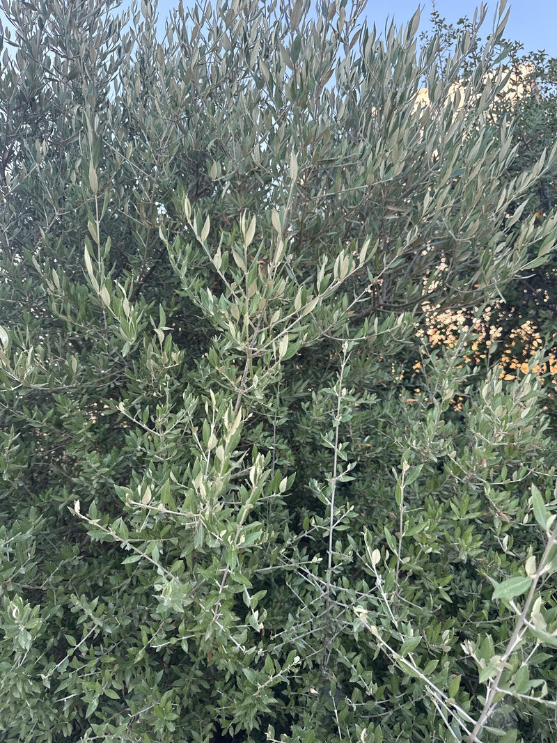 Olivenbaum — Bild 1