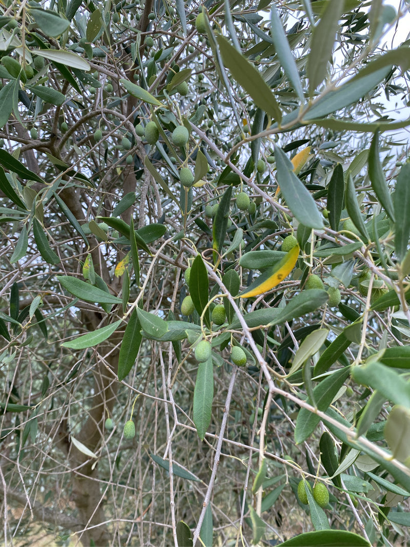 Olivenbaum — Bild 3