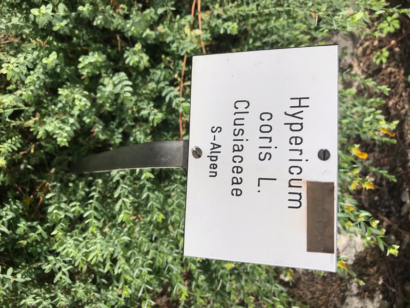 Olymp-Johanniskraut — Bild 2 von 7
