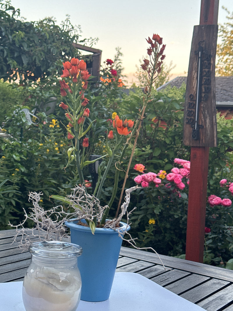 Orangemilchstern — Bild 1 von 1