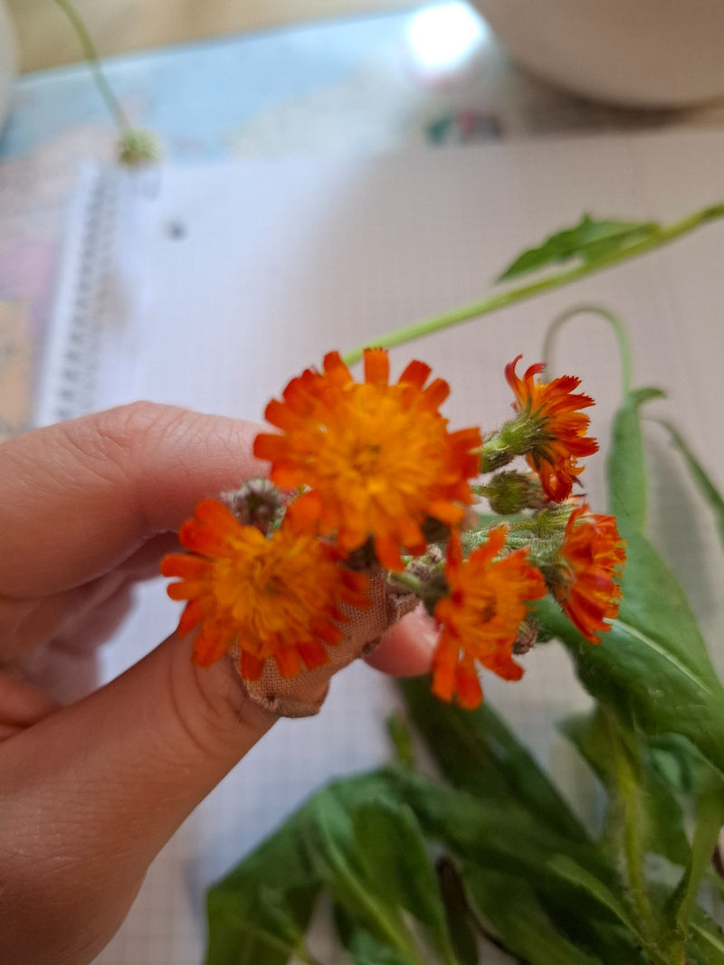 Orangerotes Habichtskraut — Bild 3 von 11