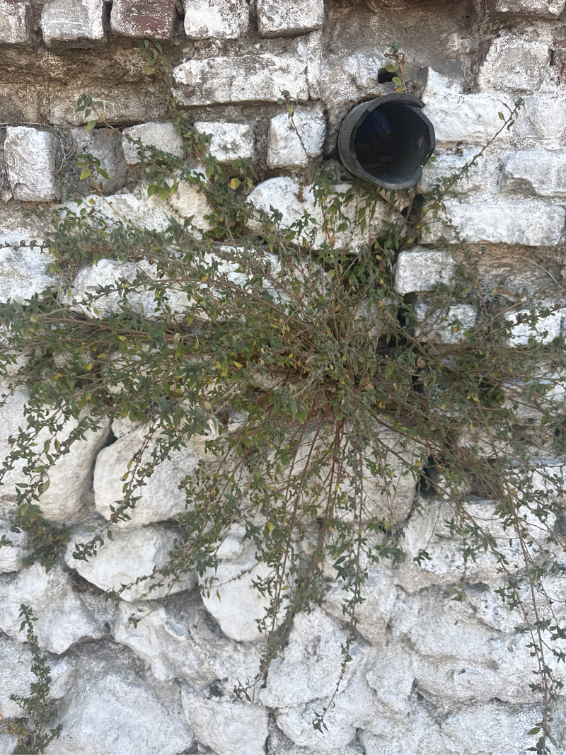Oregano (Dost) — Bild 2 von 2