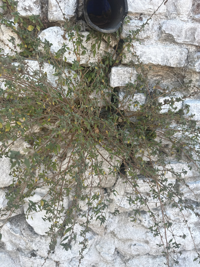 Oregano (Dost) — Bild 1 von 2