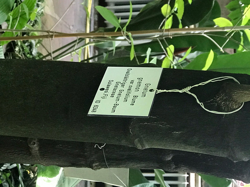 Ovalblättriger Gnetum-Baum — Bild 1 von 2