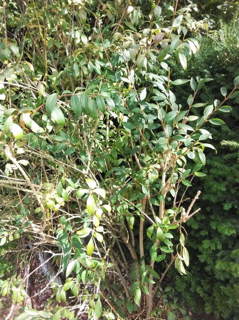 Ovalblättriger Liguster — Bild 2 von 12