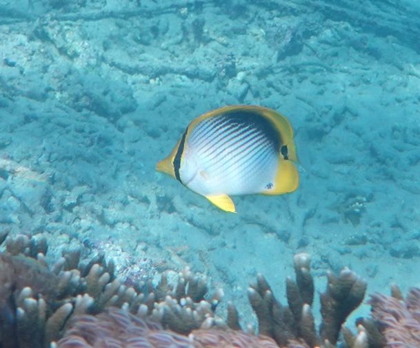 Ovaler Falterfisch — Bild 1 von 1