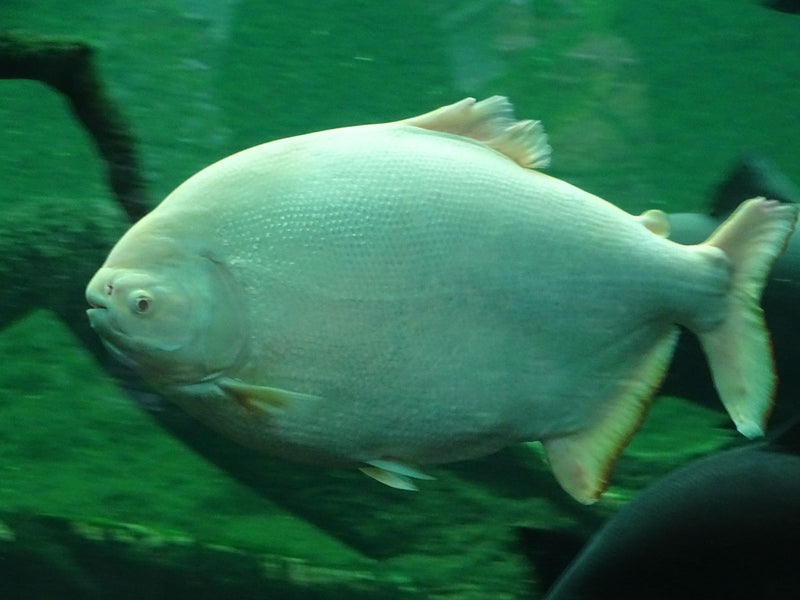 Pacu — Bild 1 von 1