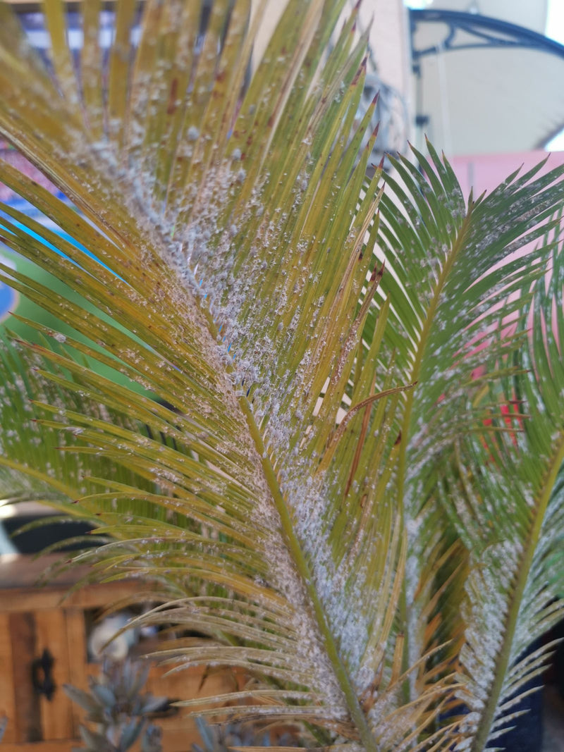 Palmfarn-Schildlaus — Bild 1 von 1