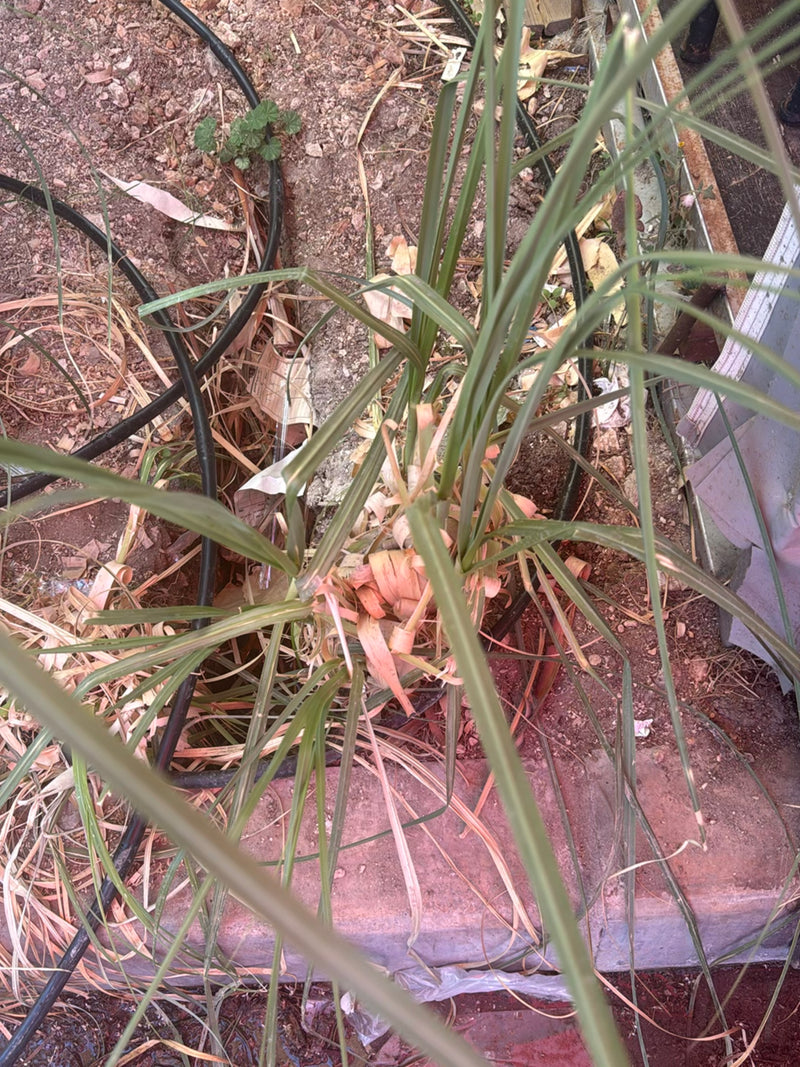 Zu sehen ist eine junge Pflanze des Pampasgrases mit charakteristischen, schmalen Blättern. Sie wächst auf trockenem Boden in einem Garten.