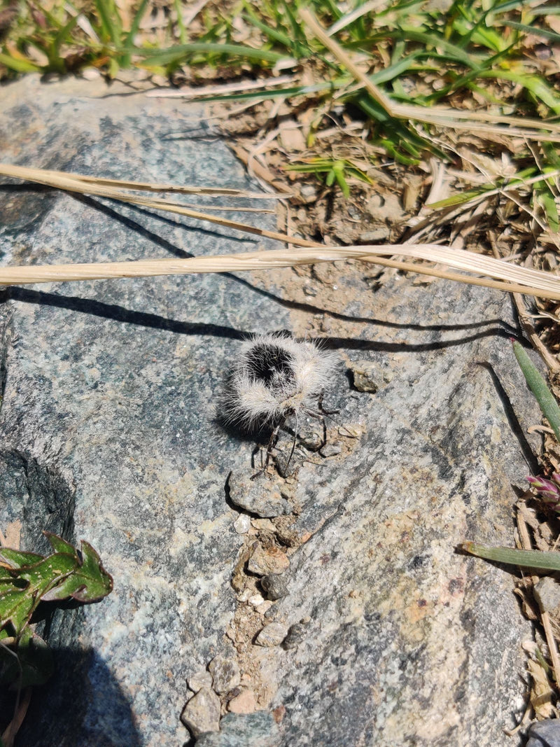 Panda-Ameise — Bild 1 von 1