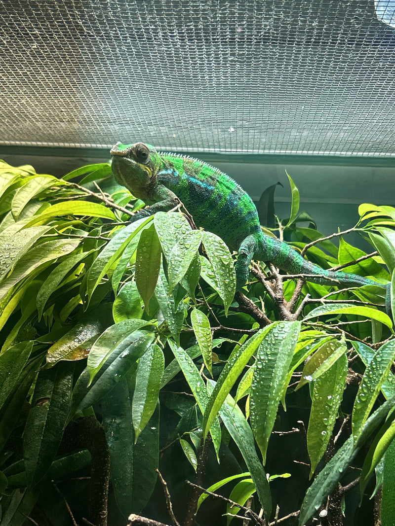 Pantherchamäleon — Bild 1 von 3