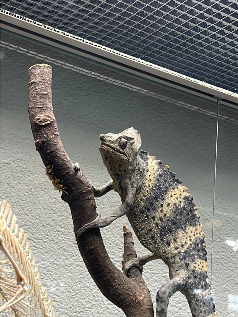 Pantherchamäleon — Bild 2 von 3
