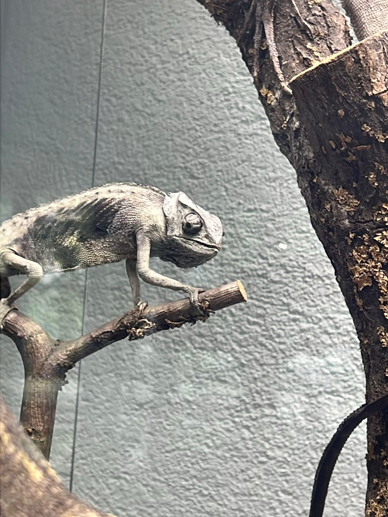 Pantherchamäleon — Bild 3 von 3