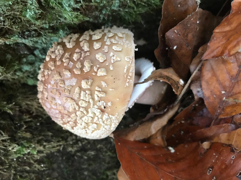 Pantherpilz — Bild 3