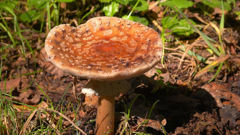 Pantherpilz — Bild 2