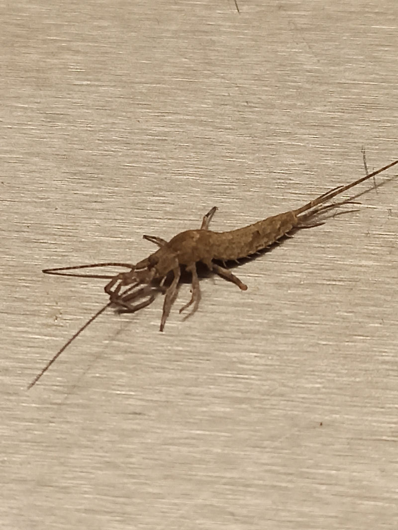 Ein Papierfischchen (Ctenolepisma longicaudatum) ruht auf einer hellen, holzartig strukturierten Oberfläche.