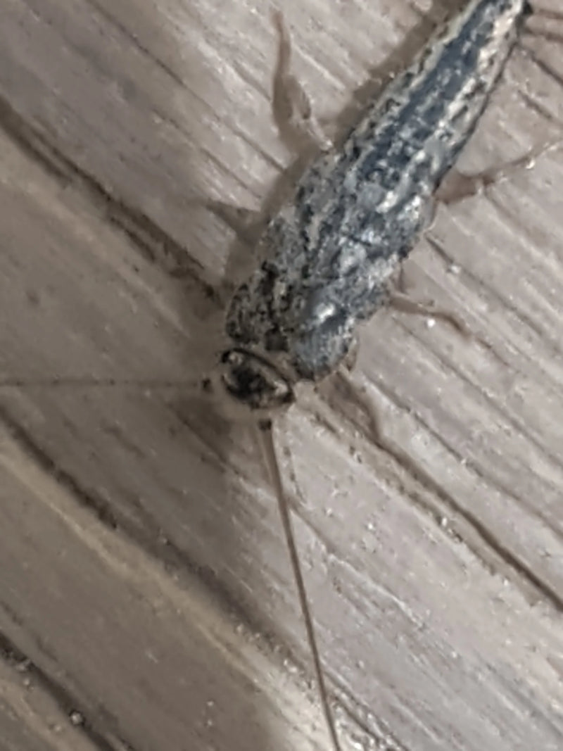 Ein Papierfischchen sitzt in der Draufsicht auf einer holzähnlichen Oberfläche.