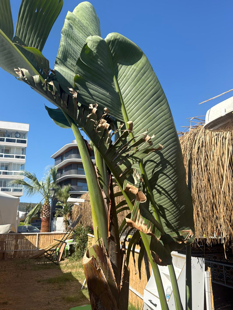 Zu sehen ist die markante Baum-Strelitzie mit ihren großen, bananenartigen Blättern und dem aufrechten Stamm. Die Aufnahme zeigt die Pflanze in einer städtis...