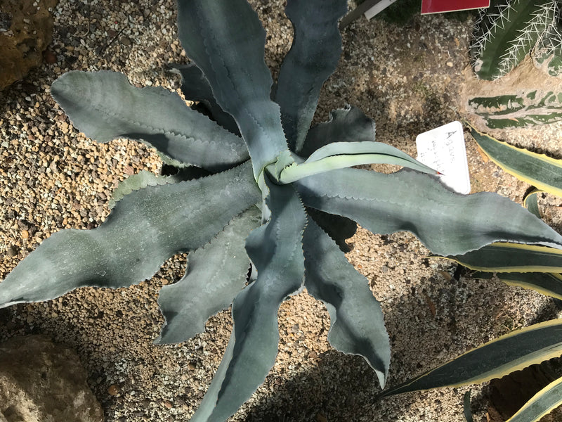 Parry-Agave — Bild 2 von 2