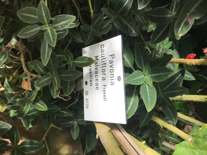 Pavonia cauliflora — Bild 3 von 4