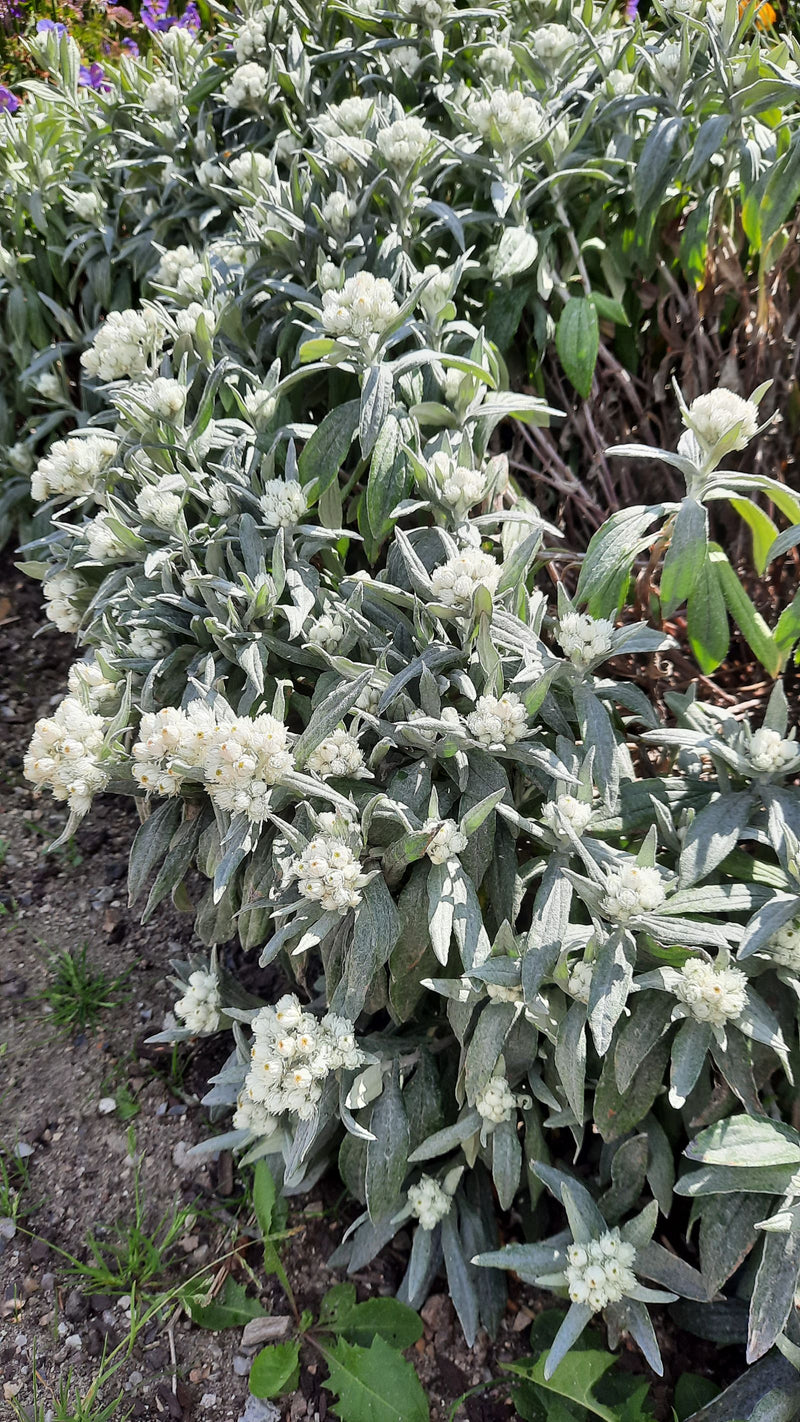 Perlblüten-Strohblume — Bild 1 von 1
