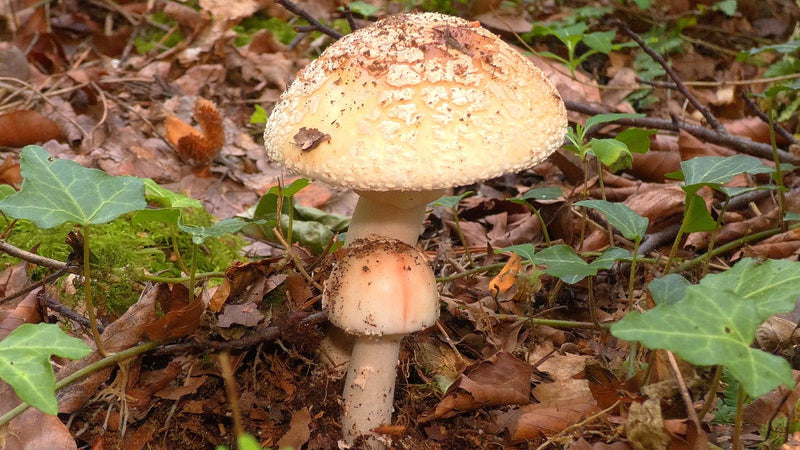Zwei Fruchtkörper des Perlpilzes wachsen zwischen Falllaub und Efeu auf dem Waldboden.