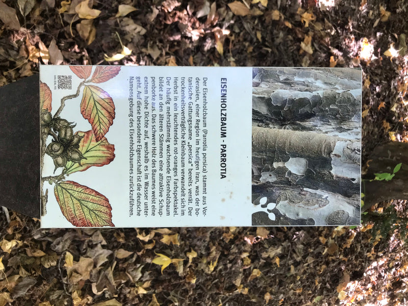 Persischer Eisenholzbaum — Bild 3 von 4