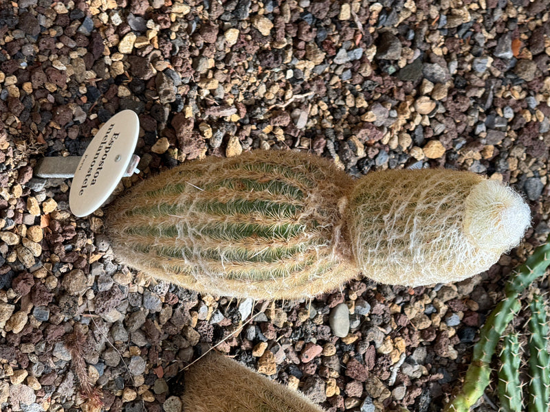 Peruanischer Greisenkaktus — Bild 1 von 1