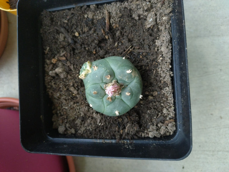 Peyote-Kaktus — Bild 2 von 2