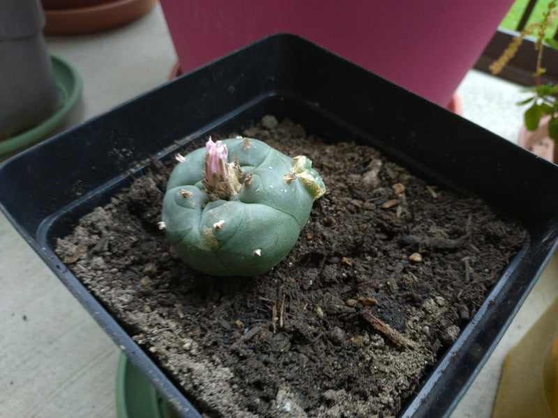 Peyote-Kaktus — Bild 1 von 2