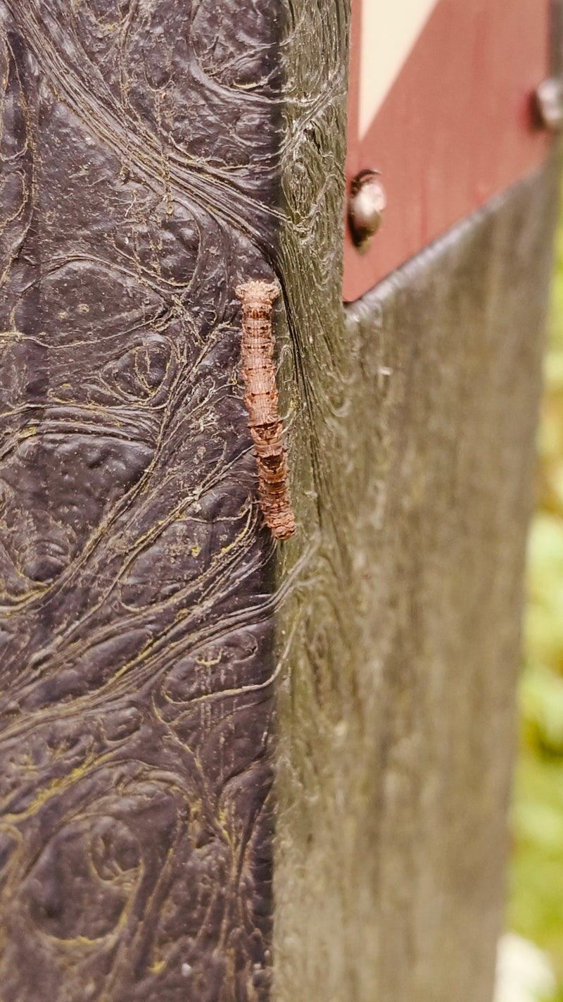 Pfaffenhütchen-Gespinstmotte — Bild 5 von 29