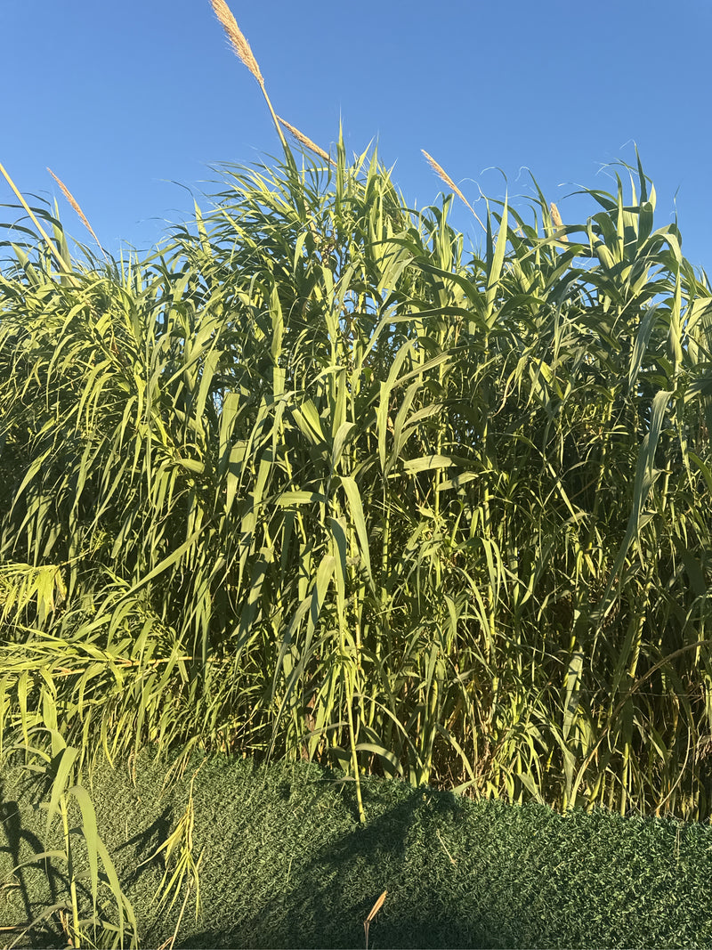 Pfahlrohr — Bild 5 von 19