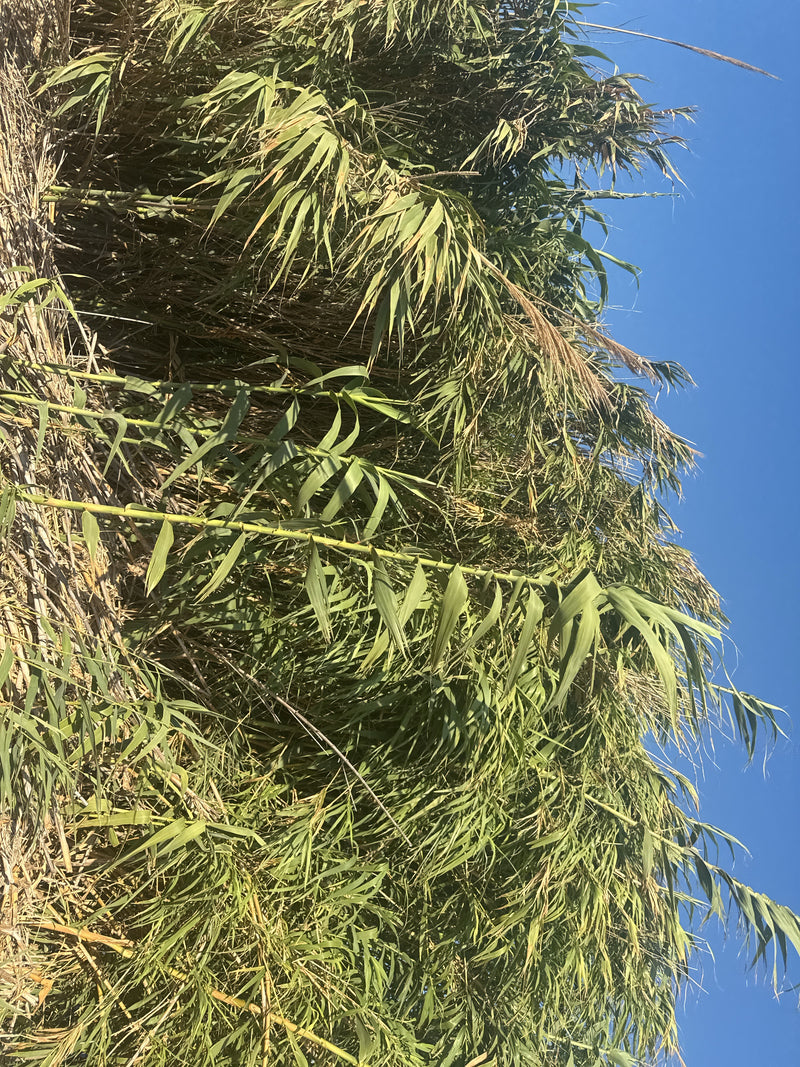 Pfahlrohr — Bild 3 von 19
