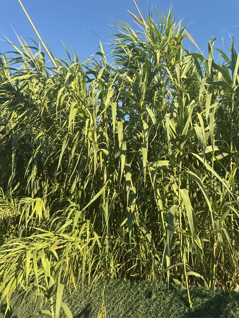 Pfahlrohr — Bild 1 von 19