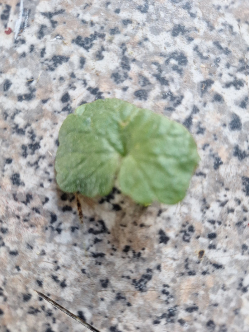 Zu sehen ist ein einzelnes, rundliches Blatt des Pfennigkrauts, das auf einem gemusterten Steinboden liegt. Die typische Blattform und Aderung sind gut erken...