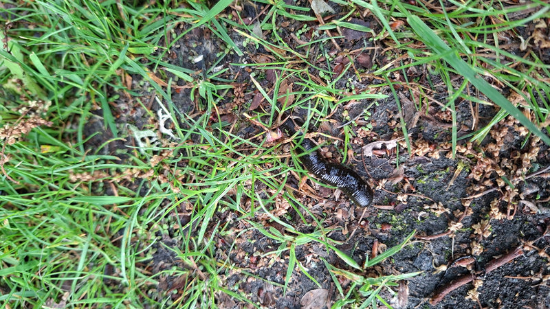 Pferdeegel — Bild 2 von 10