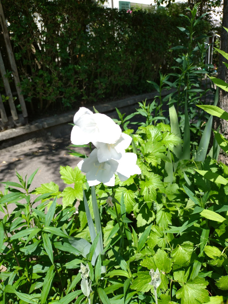 Glockenblume — Bild 3