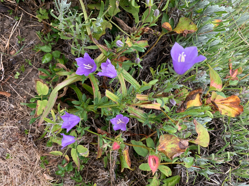 Glockenblume — Bild 2